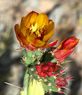 cactus-flower-group