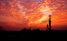 cactus-sunset-tiff-300dpi