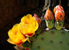Cholla-Spring-Bloom
