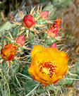 blooming-cholla