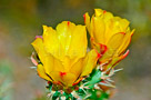 Cactus Blooms