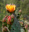 castle-springs-yellow-flower