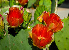 red-flower-castle-rd
