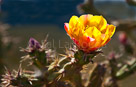 yellow-cactus-castle-rd