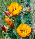 yellow-cholla