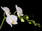 Orchid-printed