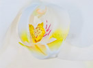 Orchid
