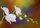 background-paint2