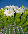 cactus-with-flies