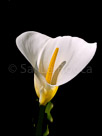 calililly-single-yellow-stemis