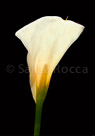 calolilly-black-background-9-20-06-24x20-layers-flat