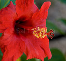 flower-16