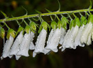 foxglove-white-long-branch-lrg
