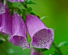 foxtail-large_1