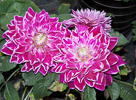lotus-flower