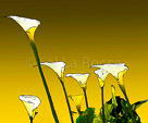 many-calolilliies-undone-cleaned-up-L
