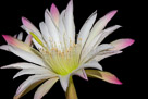 night-flower-5-31-2