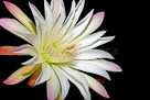 night-flower-5-31-done