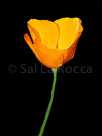 poppie-large-painted-24-x-18