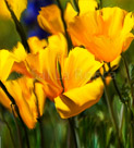 poppy-flower-painted-large
