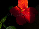 Flora