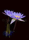 two-purple-flowers-refelction