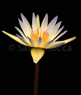 water-flowers-2