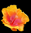 yellow-flower-w-stem