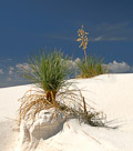 Yucca-plus-One
