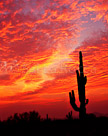 catus-sunset-portrait-TIF