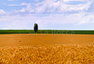 deer-in-the-field-painted-no-pole-HDR