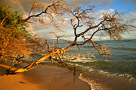 hawaii-tree-fixed