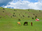 horses-eating-cropped-no-fence