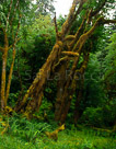 moss-tree_1