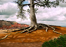 tree-with-branches-11-06