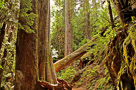 trees-Cascades-ps-3