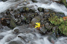 pale-leaf-corrected-final