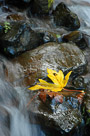 yellow-leaf